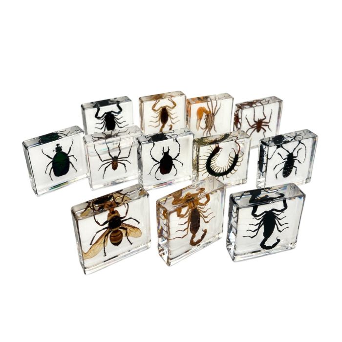 Real Insect in Acrylic Square