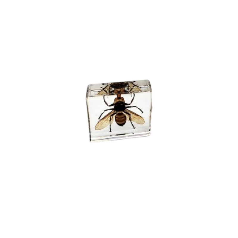 Real Insect in Acrylic Square