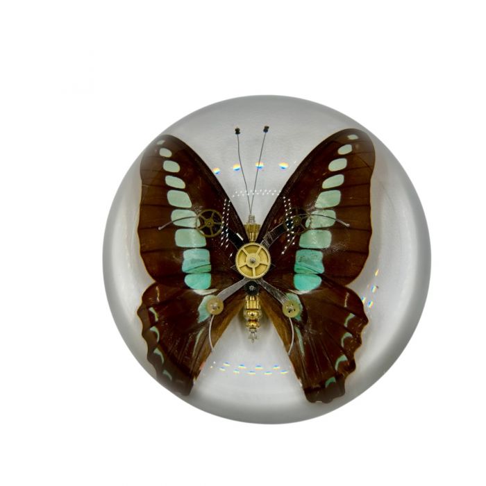 Real Blue Bottle Butterfly in Acrylic Dome Paperweight