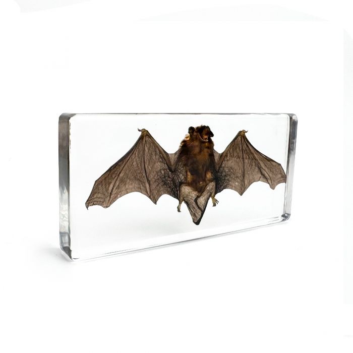 Real Bat in Acrylic Display Wide