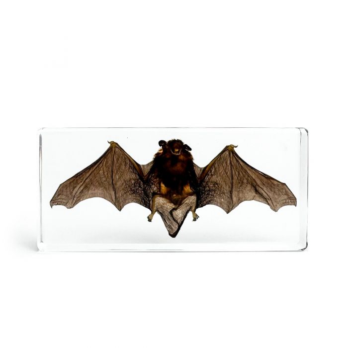 Real Bat in Acrylic Display Wide