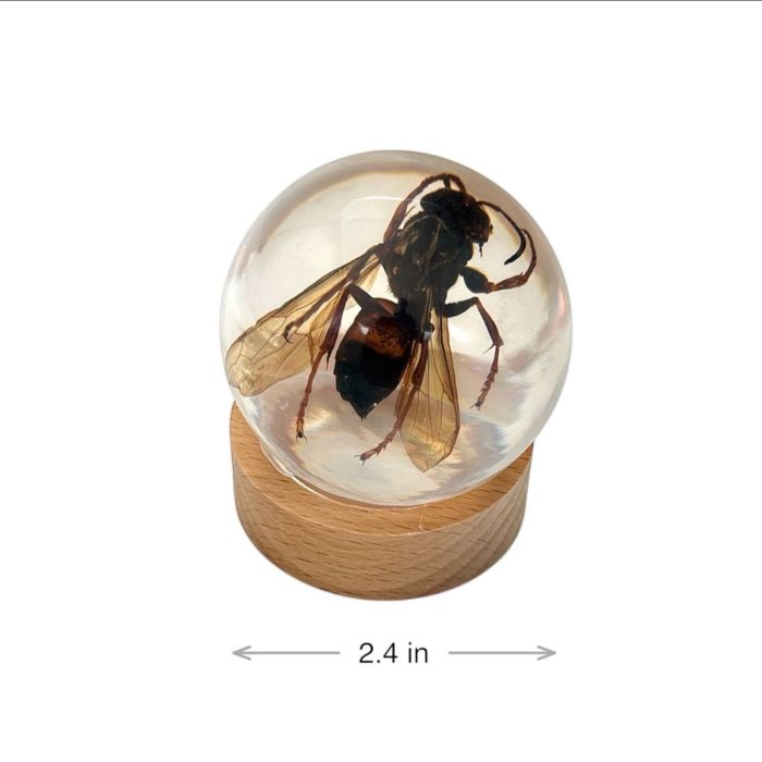 Real Wasp in Acrylic Globe with Stand