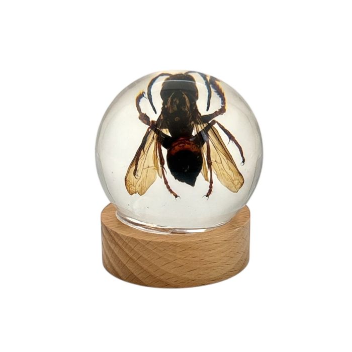 Real Wasp in Acrylic Globe with Stand