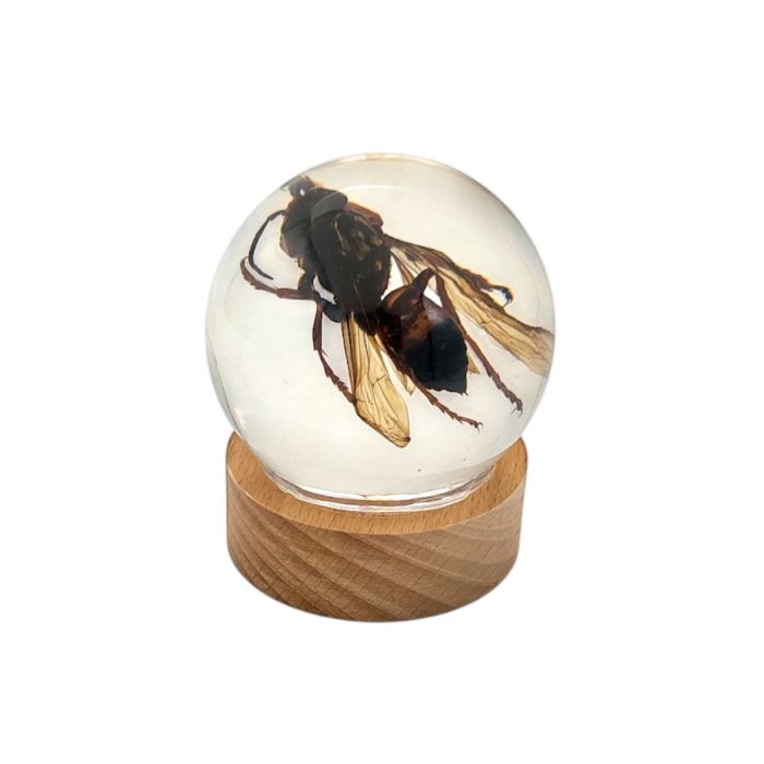 Real Wasp in Acrylic Globe with Stand