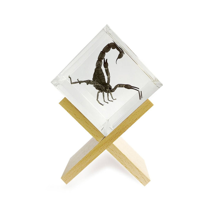 Real Black Scorpion Cube Paperweight