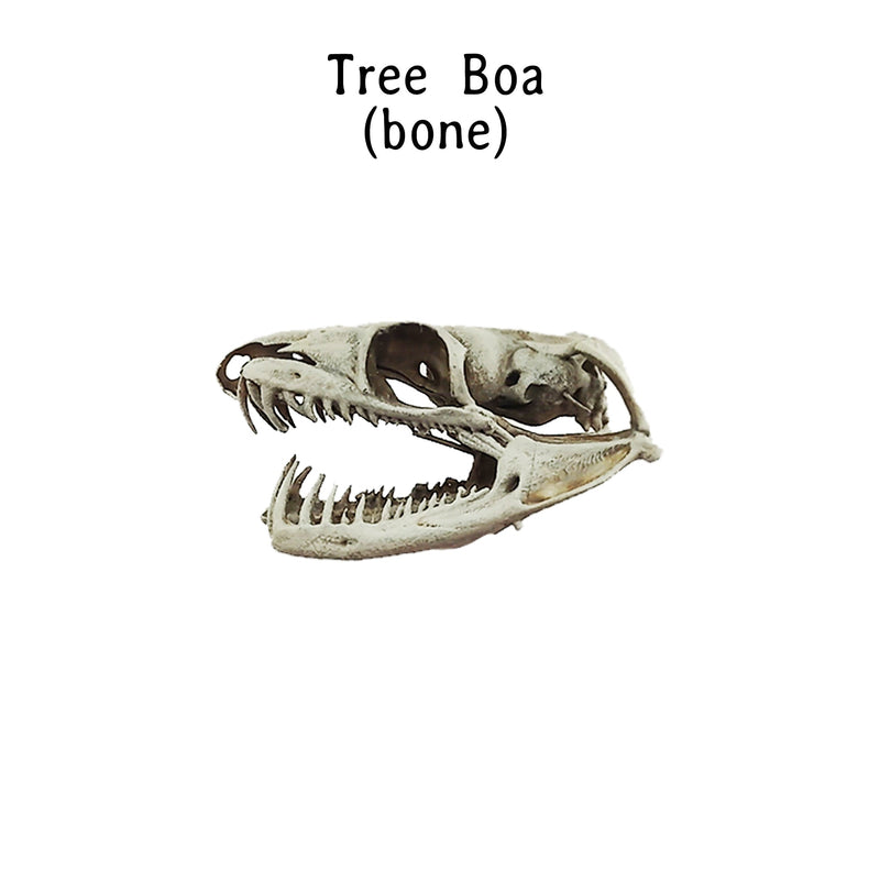 Emerald Tree Boa Snake Skull Replica