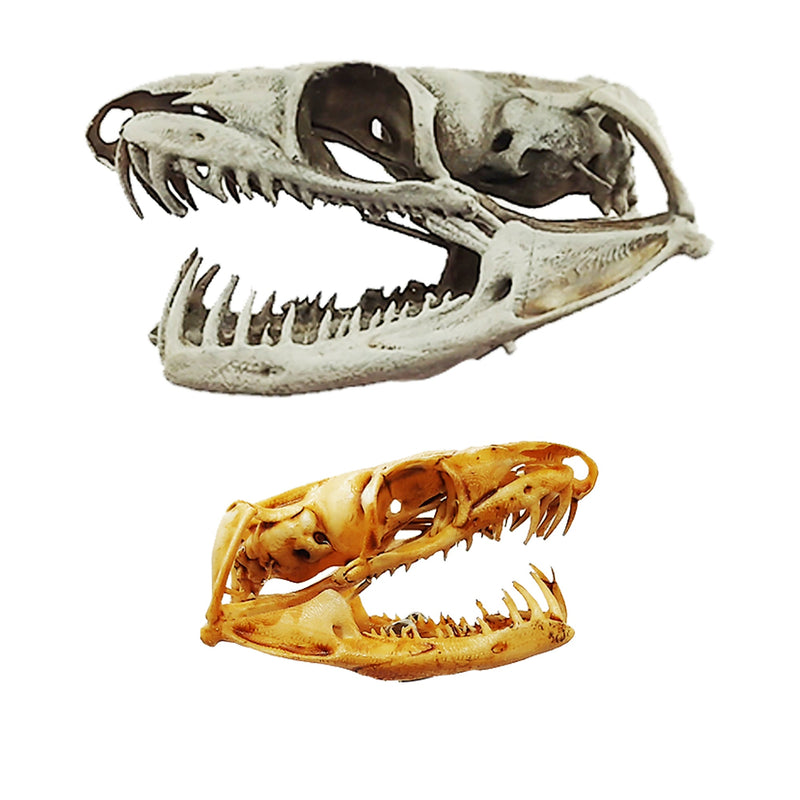 Emerald Tree Boa Snake Skull Replica