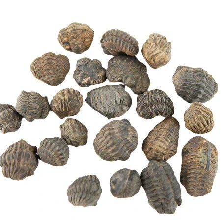 Trilobite Fossil