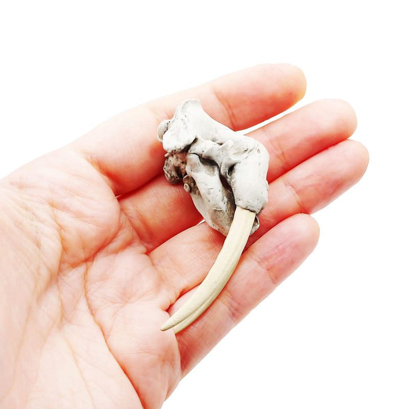 Walrus Skull Replica