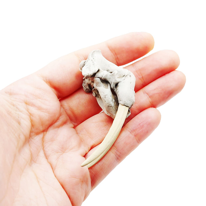 Walrus Skull Replica