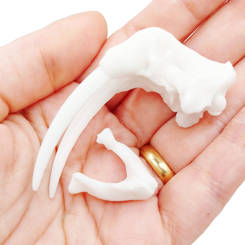 Walrus Skull Replica