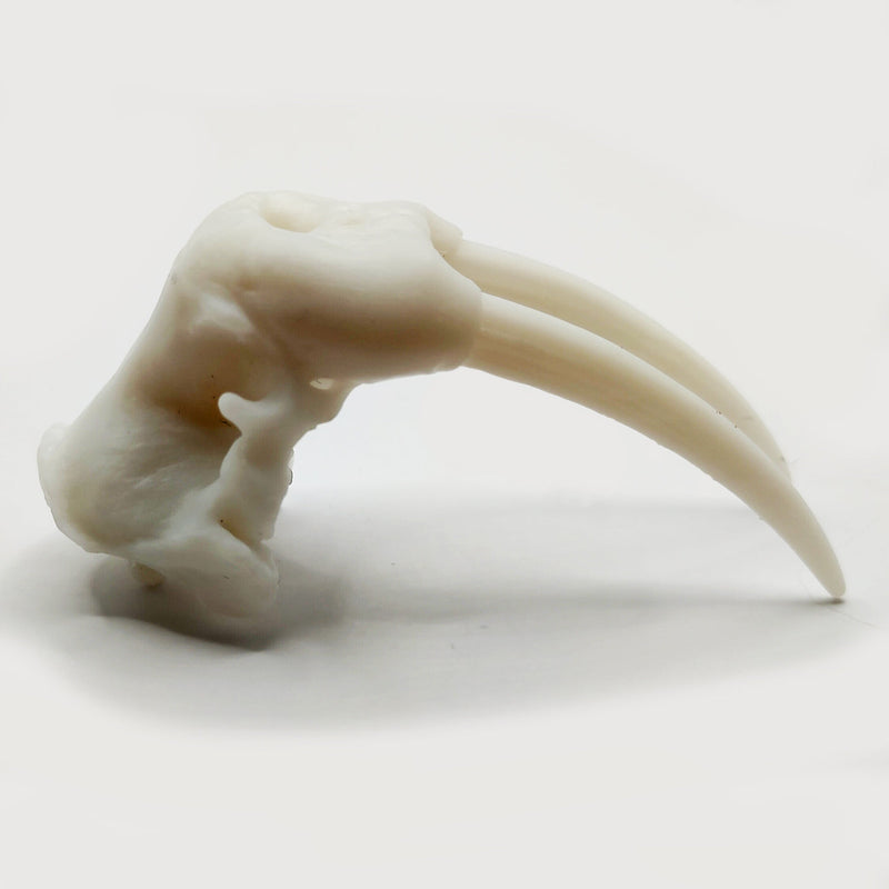 Walrus Skull Replica