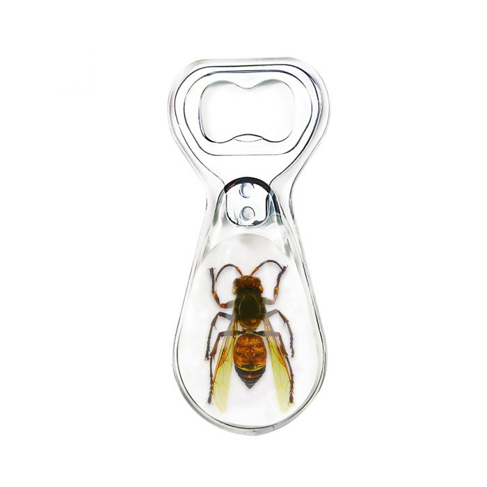Real Wasp in Acrylic Bottle Opener