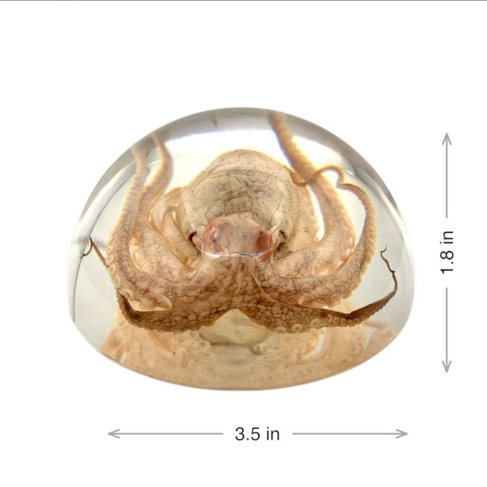 Octopus Acrylic Dome Paperweight