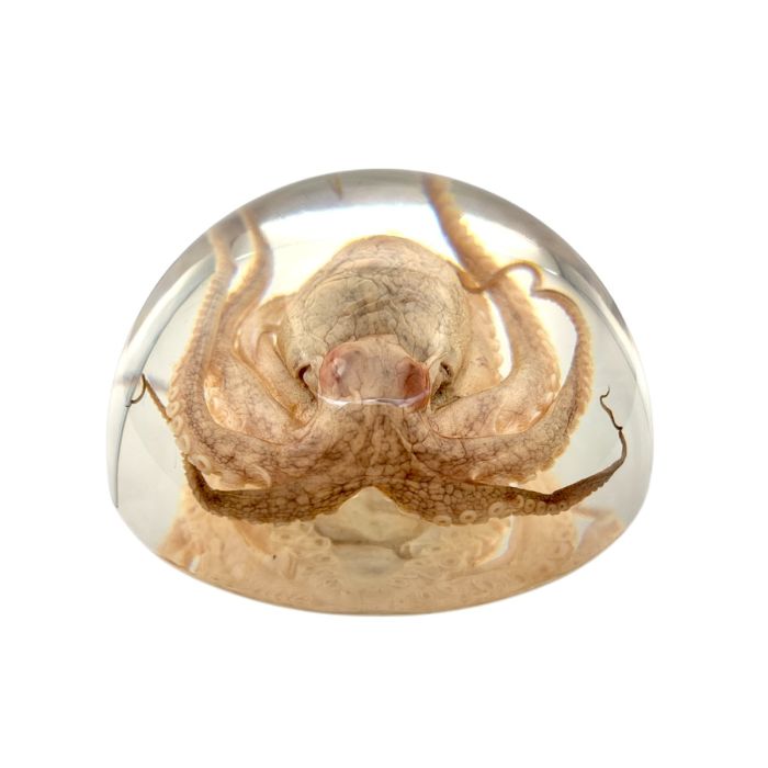 Octopus Acrylic Dome Paperweight