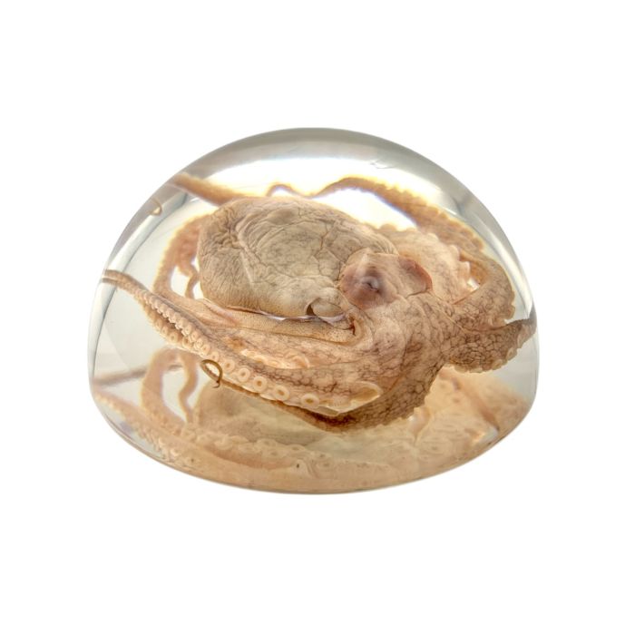 Octopus Acrylic Dome Paperweight