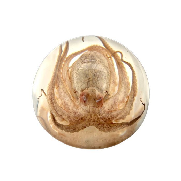 Octopus Acrylic Dome Paperweight