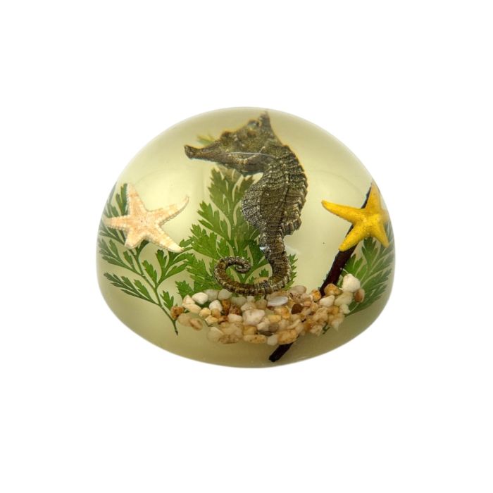 Seahorse Acrylic Dome Paperweight (Glows-In-The-Dark)