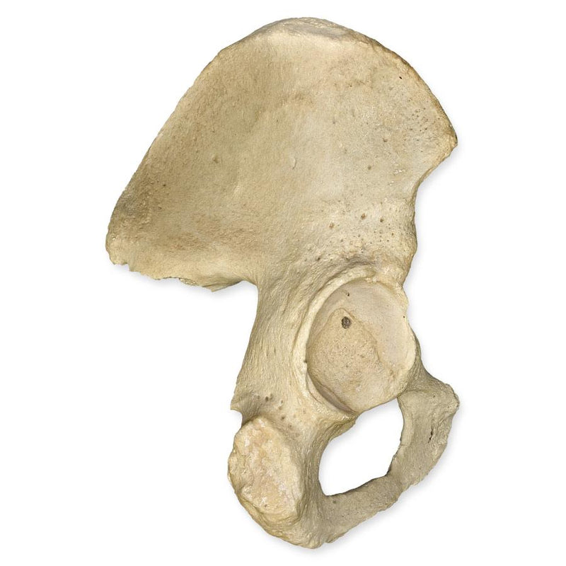 Real Human Ilium (Half Pelvis)