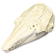 Replica Beluga Whale Skull