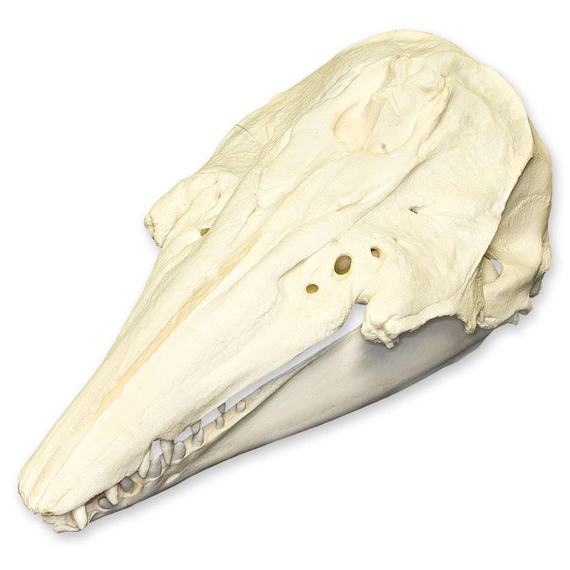 Replica Beluga Whale Skull