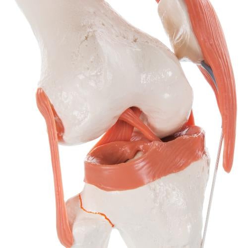 Replica Human Knee Joint