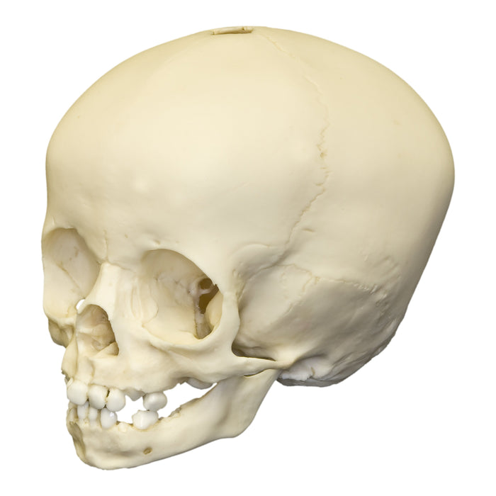 Replica 16-month-old Human Child Skull