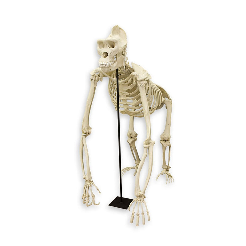 Replica Gorilla Skeleton