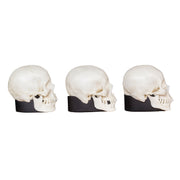 Replica Human Female Skull Set: African, Asian, and European