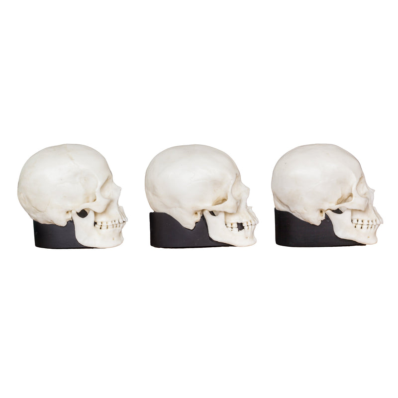 Replica Human Female Skull Set: African, Asian, and European