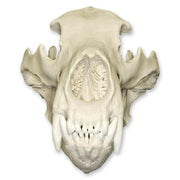 Replica Kodiak Grizzly Bear Skull