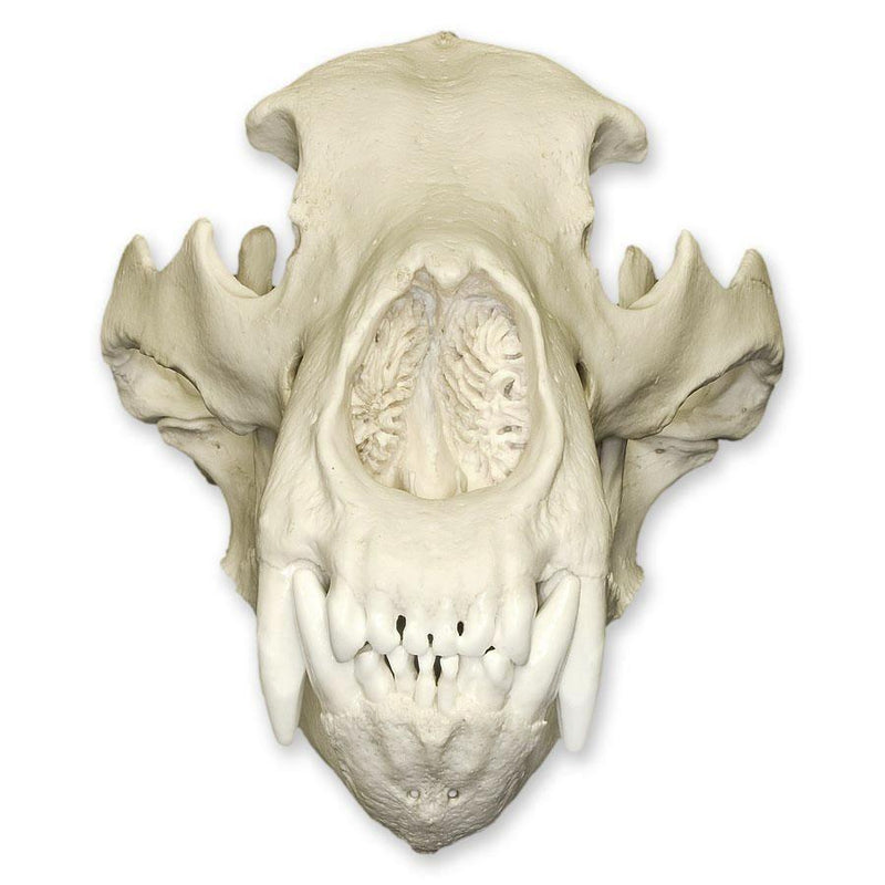 Replica Kodiak Grizzly Bear Skull