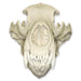 Replica Kodiak Grizzly Bear Skull
