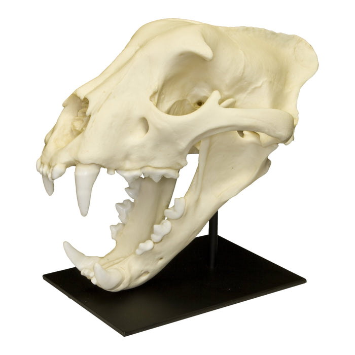 Replica Jaguar Skull