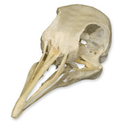 Real Pigeon Skull
