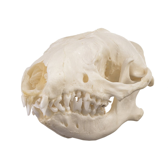 Real Hedgehog Skull
