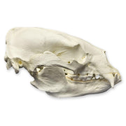 Replica Asiatic Black Bear Skull