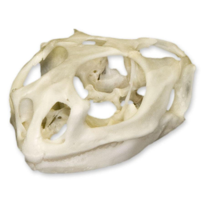 Agama Lizard Skull