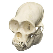 Replica Woolly Spider Monkey Skull