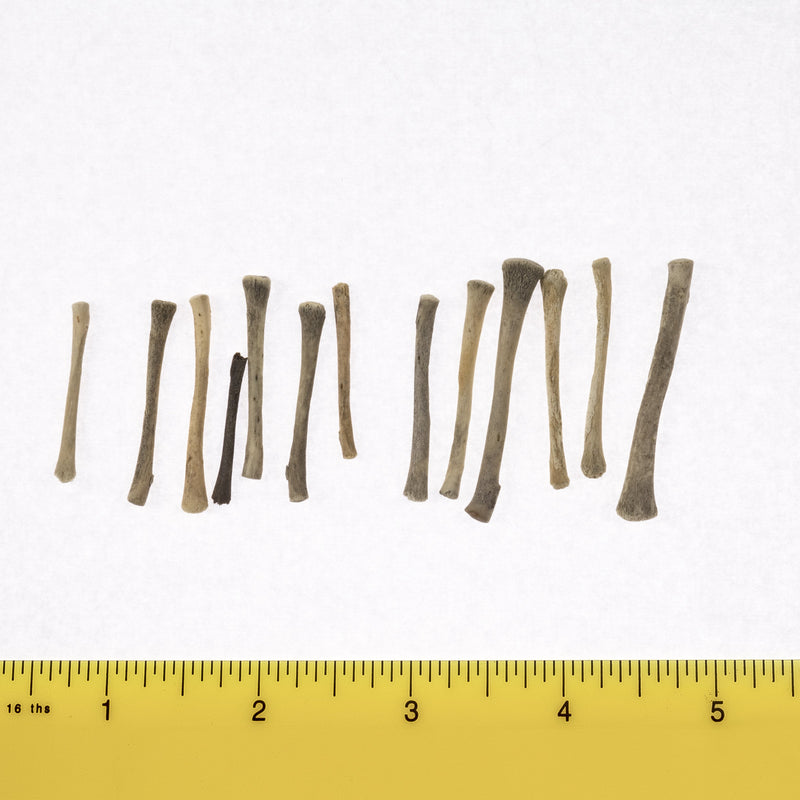 Real Research Quality Human Fetal Radius - Single