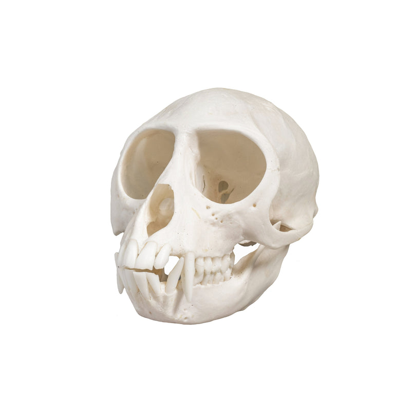 Real Vervet Monkey Skull - Female