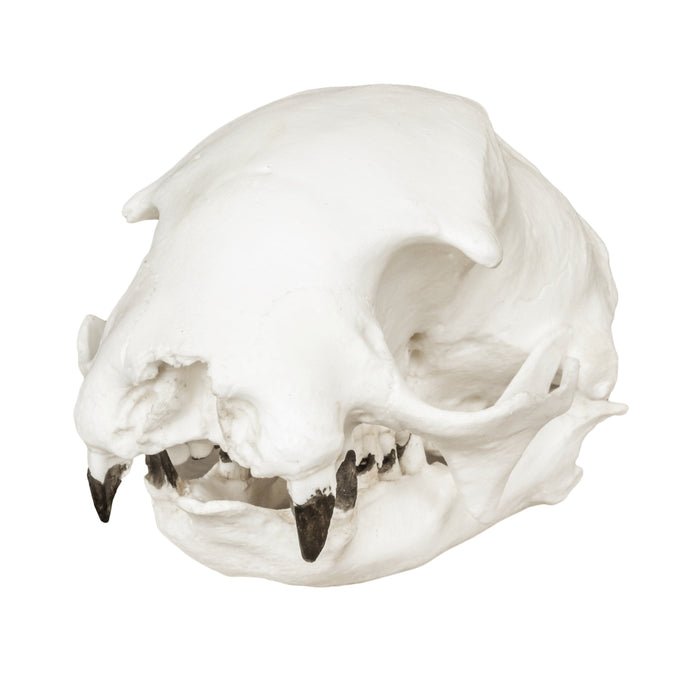 Replica Hoffmann's Two-toed Sloth Skull