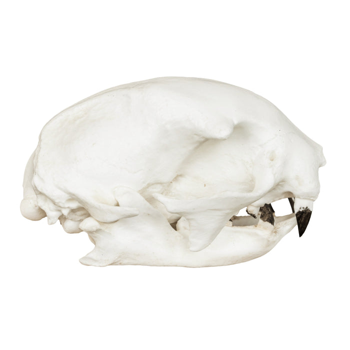 Replica Hoffmann's Two-toed Sloth Skull