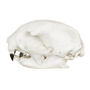 Replica Hoffmann's Two-toed Sloth Skull