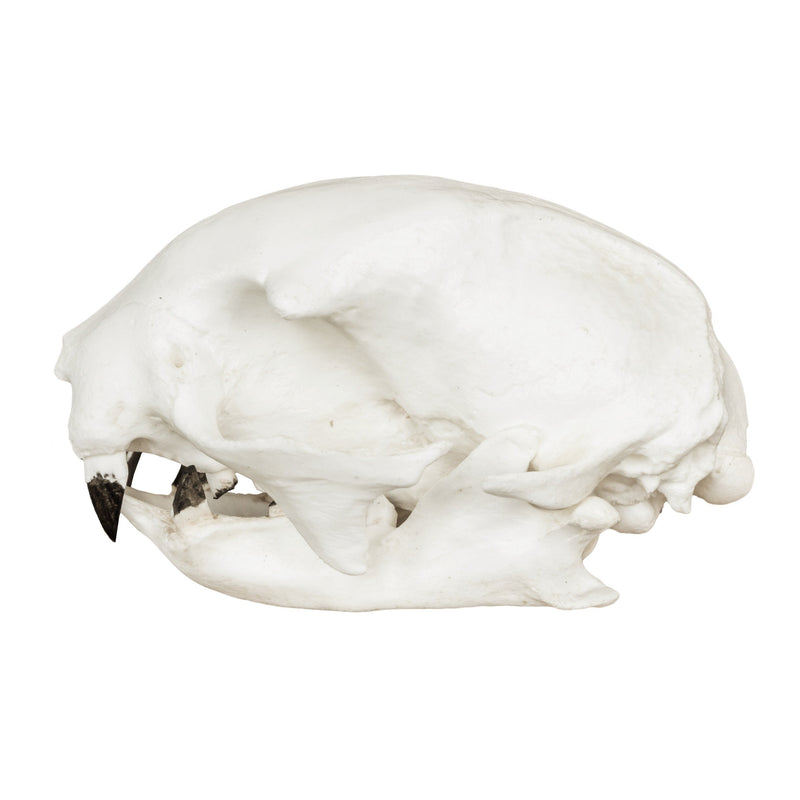 Replica Hoffmann's Two-toed Sloth Skull