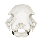 Replica Hoffmann's Two-toed Sloth Skull