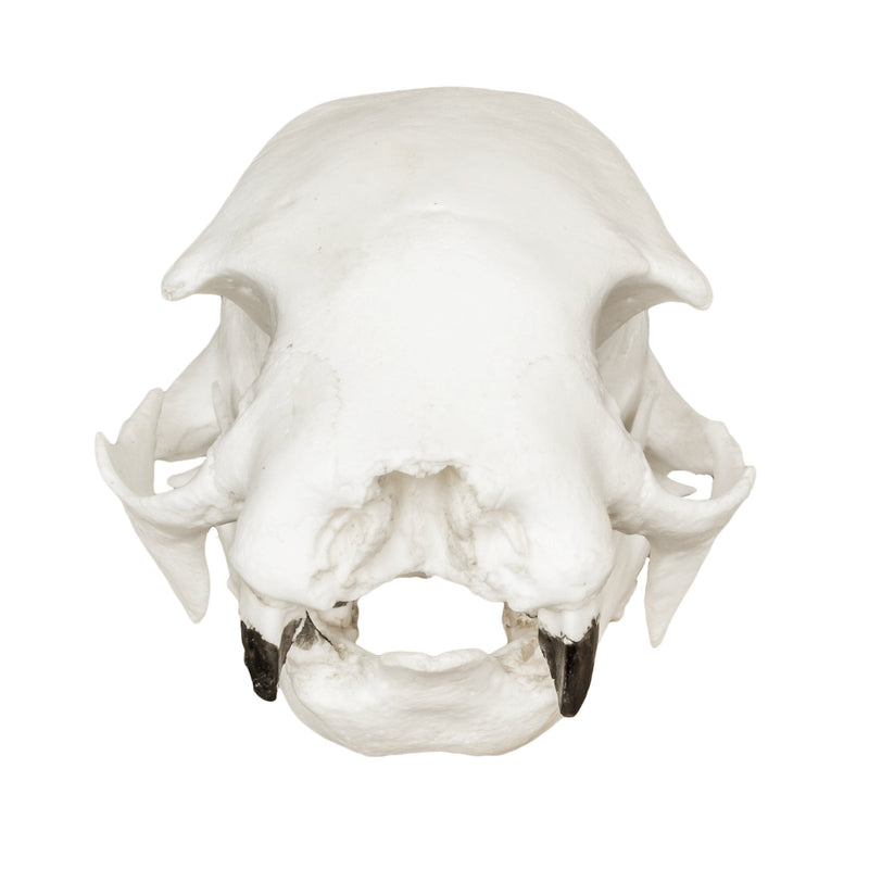 Replica Hoffmann's Two-toed Sloth Skull