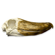 Replica Shoebill Skull