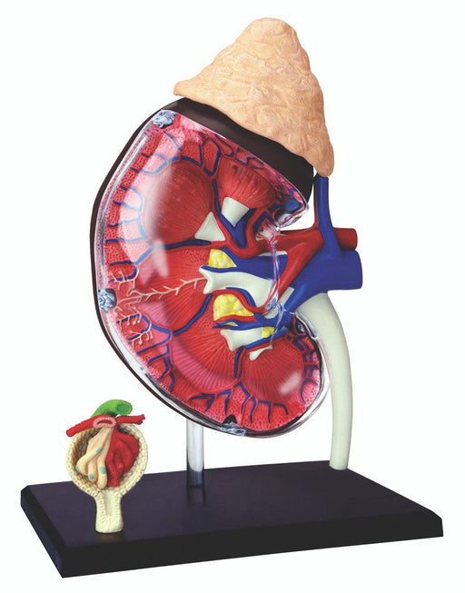 4D Visions Human Anatomy Kidney Model