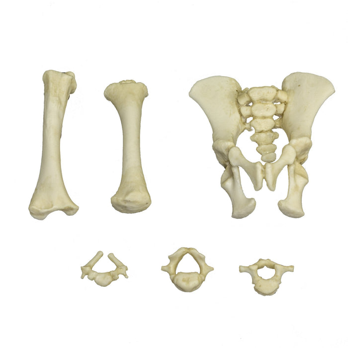 Replica Fetal Orangutan Humerus, Femur, Pelvis, Sacrum and Coccyx